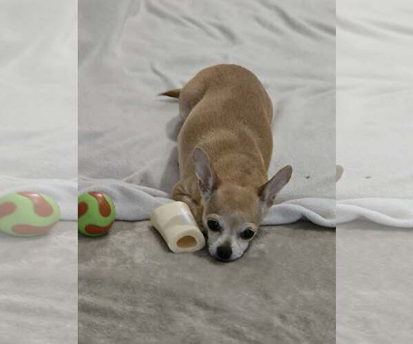 Medium Photo #7 Chihuahua Puppy For Sale in Sandy, UT, USA