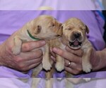 Small Photo #17 Golden Retriever Puppy For Sale in POULSBO, WA, USA
