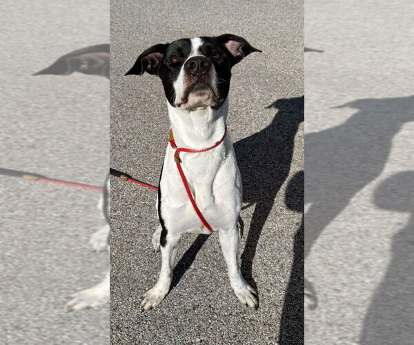 Medium Photo #5 American Pit Bull Terrier-Great Dane Mix Puppy For Sale in Bullard, TX, USA