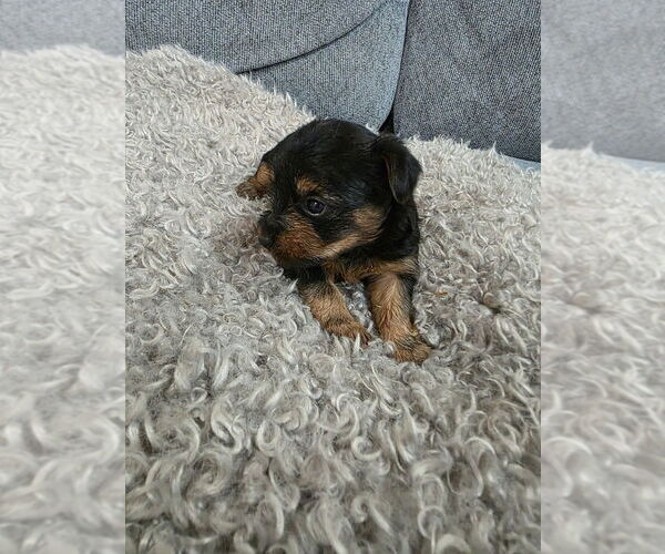 Medium Photo #6 Yorkshire Terrier Puppy For Sale in ALEXANDER CITY, AL, USA