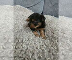 Litter of 3 - Male(s) and Female(s) Yorkshire TerrierLitter of Puppies for Sale - Photo #6