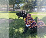 Small Photo #8 Labrador Retriever-Unknown Mix Puppy For Sale in Sandy, UT, USA