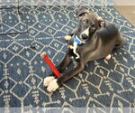 Small #5 Labrador Retriever Mix