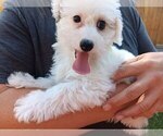 Small Photo #26 Maltipoo Puppy For Sale in BRISTOL, PA, USA