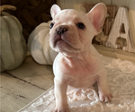 Puppy Krystal French Bulldog