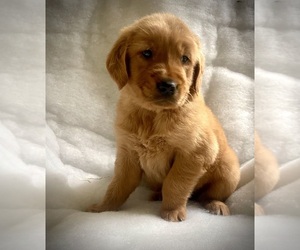 Golden Retriever Puppy for Sale in FREDONIA, Kentucky USA