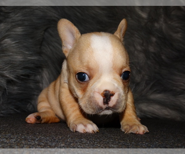 Medium Photo #3 French Bulldog Puppy For Sale in VERONA, MO, USA