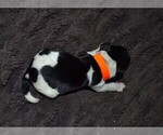 Small Photo #31 English Springer Spaniel Puppy For Sale in LITCHFIELD, MN, USA