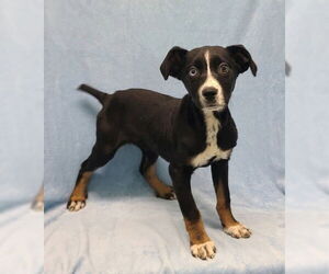 Australian Shepherd-Unknown Mix Dogs for adoption in Lake City, MI, USA