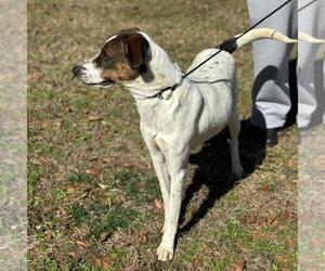 German Shorthaired Pointer-Unknown Mix Dogs for adoption in Yardley, PA, USA