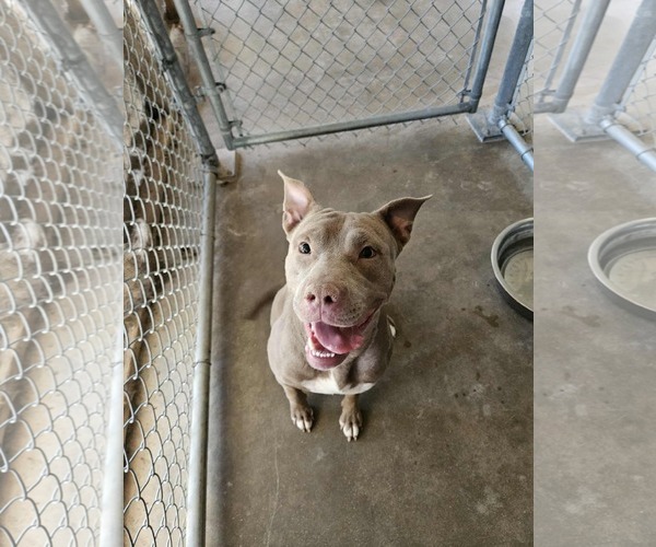 Medium Photo #1 American Pit Bull Terrier-Unknown Mix Puppy For Sale in El Centro, CA, USA