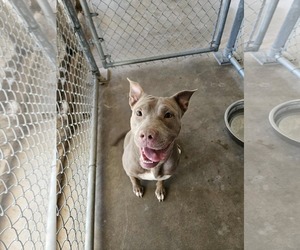 American Pit Bull Terrier-Unknown Mix Dogs for adoption in El Centro, CA, USA