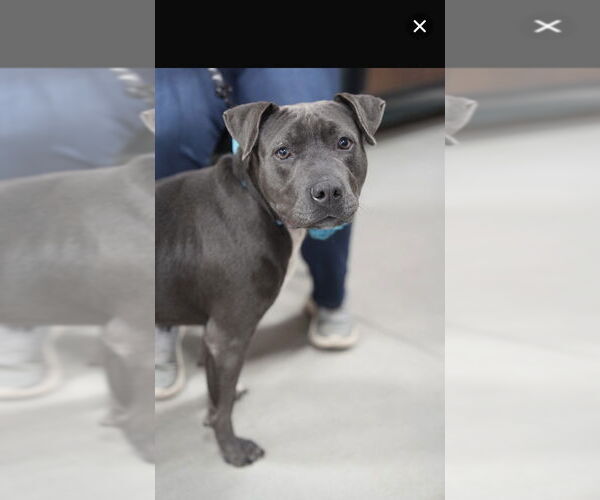 Medium Photo #9 American Pit Bull Terrier-Unknown Mix Puppy For Sale in Boston, MA, USA