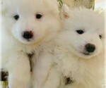 Small #1 Samoyed