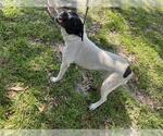 Small Labrador Retriever Mix