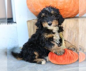 Bernedoodle (Miniature) Puppy for sale in NARVON, PA, USA