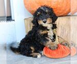 Blair - Female Bernedoodle (Miniature) Puppy for Sale - Small photo