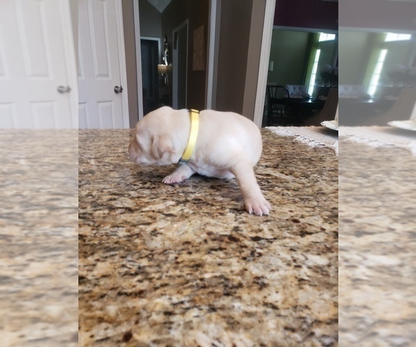 Medium Photo #5 Labrador Retriever Puppy For Sale in CORDELE, GA, USA