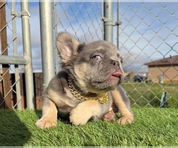 Medium Photo #16 French Bulldog Puppy For Sale in SAN JOSE, CA, USA