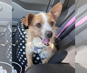 Mutt Dogs for adoption in Cary, NC, USA