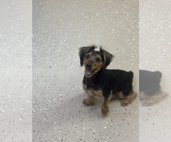 Medium Photo #3 Mutt Puppy For Sale in York, SC, USA