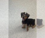 Small #2 Mutt