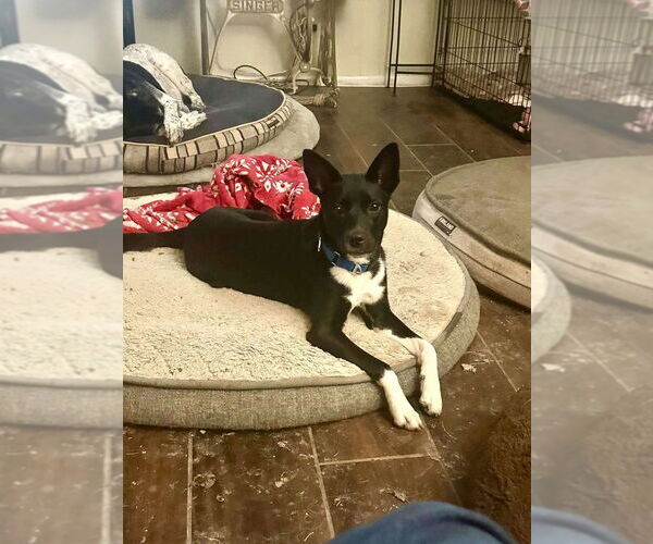 Medium Photo #2 Mutt Puppy For Sale in FRAMINGHAM, MA, USA