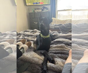 Doberman Pinscher Dogs for adoption in Minneaoplis, MN, USA