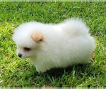 Small #17 Pomeranian