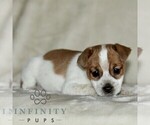 Small #2 Jack Russell Terrier-ShihPoo Mix