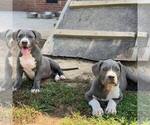 Puppy 1 American Bully Mikelands 