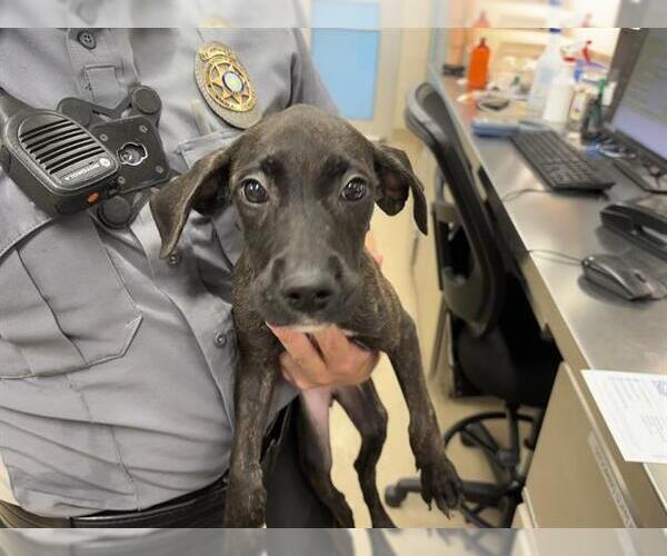 Medium Photo #1 American Staffordshire Terrier-Unknown Mix Puppy For Sale in Grand Prairie, TX, USA