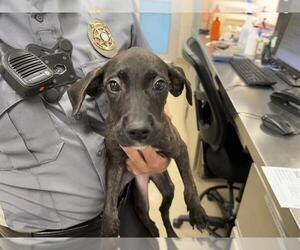 American Staffordshire Terrier-Unknown Mix Dogs for adoption in Grand Prairie, TX, USA