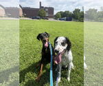 Small #4 Doberman Pinscher