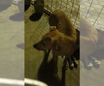 Small #1 American Pit Bull Terrier Mix