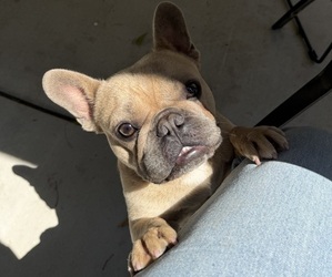 Father of the French Bulldog puppies born on 06/09/2026