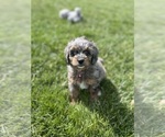 Puppy 0 Miniature Bernedoodle-Poodle (Miniature) Mix