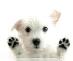 Puppy 8 West Highland White Terrier