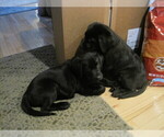 Small Photo #10 Labrador Retriever Puppy For Sale in ATHOL, MA, USA