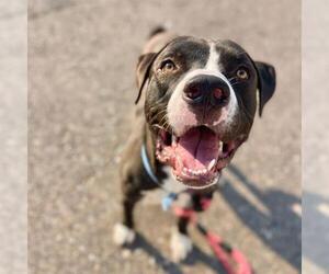 American Staffordshire Terrier Dogs for adoption in Aurora, CO, USA