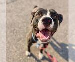 Small American Staffordshire Terrier