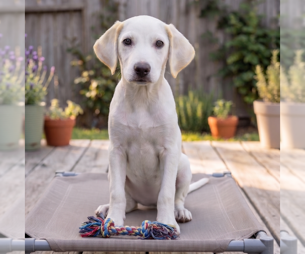 Medium Photo #3 Labrador Retriever-Unknown Mix Puppy For Sale in Grovertown, IN, USA