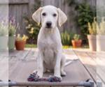 Small #2 Labrador Retriever Mix