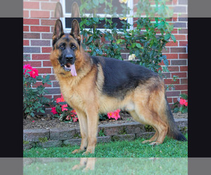 Father of the German Shepherd Dog puppies born on 10/19/2020