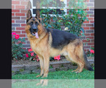 Small Photo #1 German Shepherd Dog Puppy For Sale in WESTCLIFFE, CO, USA