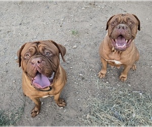 Father of the Dogue de Bordeaux puppies born on 03/30/2025