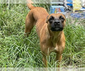 Mutt Dogs for adoption in Ocala, FL, USA