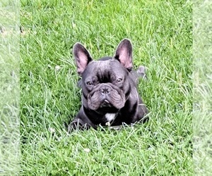 Father of the French Bulldog puppies born on 09/09/2023