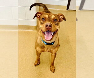 Labrador Retriever-Unknown Mix Dogs for adoption in Derwood, MD, USA