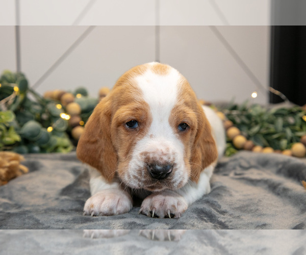 Medium Photo #21 Basset Hound Puppy For Sale in FRESNO, OH, USA